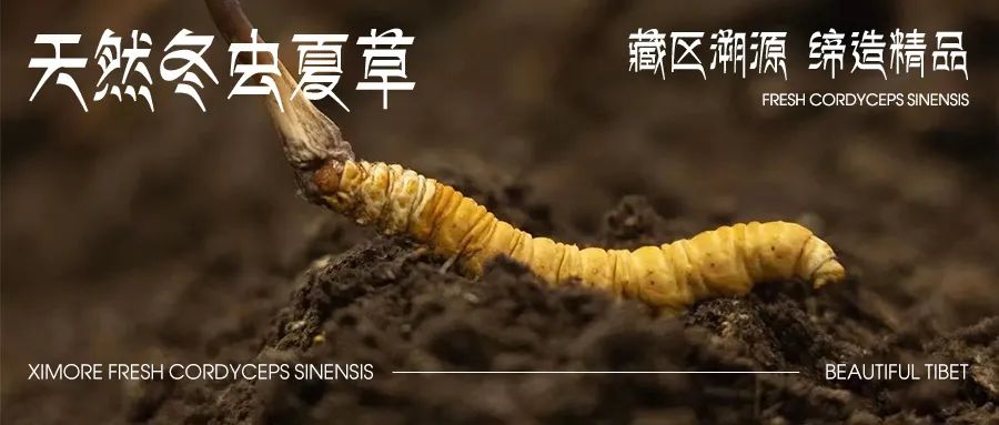 鲜虫草正当食 ▎ 西藏鲜虫草原产地溯源